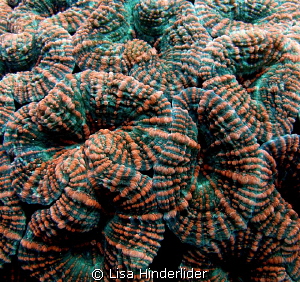 Neon Corduroy- Spiny Flower Coral close-up by Lisa Hinderlider 